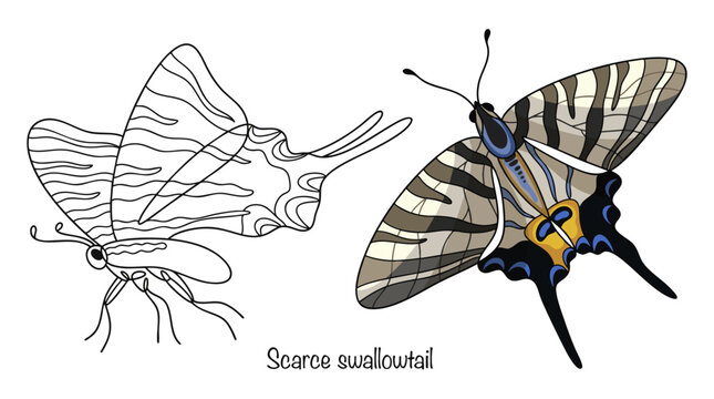 Scarce swallowtail