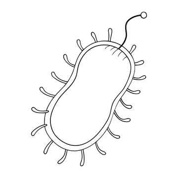 Bacterial cell structure includes a cell wall, plasma membrane, cytoplasm, ribosomes, and DNA in the nucleoid region, all working together to support life and reproduction.
