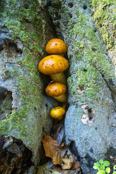 Orange mushrooms grow in the basal cleft of an old beech tree, wood destroyers. Mountain beech forest without undergrowth in the Crimean Mountains. Autumn period