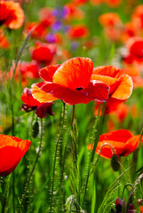 Naklejka premium feuriger Mohn.Amazing beautiful multitude of poppies growing