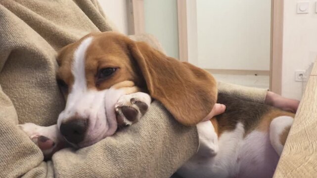 Unrecognizable woman holding cute sleeping puppy dog beagle at home indoor. Owner girl stroking holding little pet dog friend. Love for pets friendship support team companion pet care