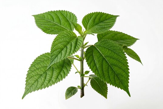 Vibrant emerald green ramie plant isolated on a clean white background