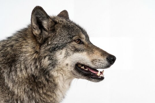 Profile of a majestic wild grey wolf head and upper neck positioned against a solid white area