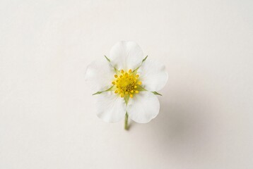 Obraz premium Serene white potentilla flower with yellow center on white surface