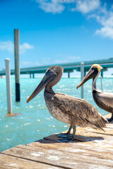 Fototapeta premium Two brown pelicans perched on wooden dock near tropical bridge. Profile view of two brown pelicans standing on a pier above turquoise ocean water in Key West Florida.