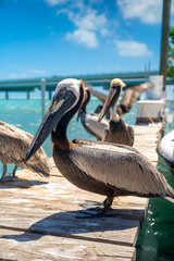 Fototapeta premium Brown pelicans gathered on wooden dock at Florida marina. Group of brown pelicans standing on a wooden pier with turquoise water and bridge in background.