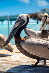 Fototapeta premium Close up profile of brown pelican on wooden pier. Detailed side view of a brown pelican head and body on a dock with turquoise water background.