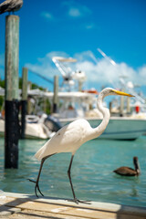 Fototapeta premium Great egret walking on wooden pier near marina boats. White egret standing on a wooden dock with turquoise water and boats in Key West, Florida.