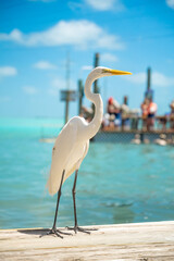 Fototapeta premium Great egret standing on wooden pier at harbor. White heron standing on a wooden dock with people and turquoise water in Key West, Florida.