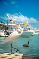 Fototapeta premium Great egret lifting leg walking on wooden dock. White heron walking across a wooden pier with a harbor and boats in Key West, Florida.