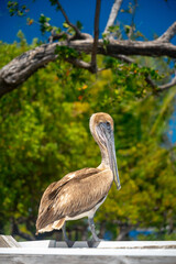 Fototapeta premium Brown pelican perched on white railing with green foliage. Profile view of a brown pelican standing on a white surface against lush green trees in Key West, Florida.