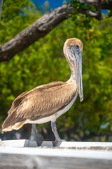 Fototapeta premium Close up of brown pelican against tropical green background. Brown pelican side profile perched on a white railing with blurred green foliage in Key West, Florida.