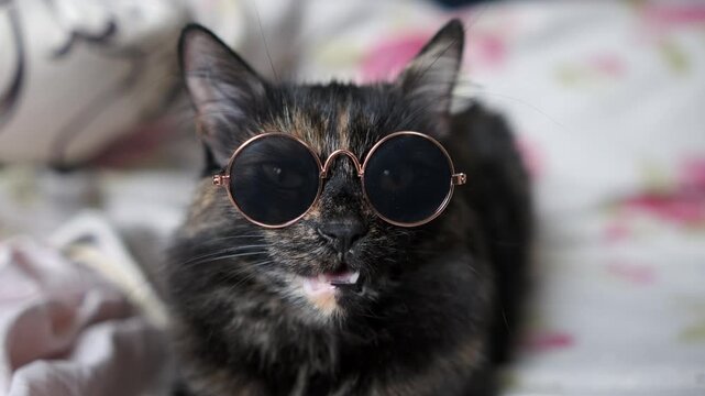 a dark-colored cat wearing golden-rimmed round shades, looking cool and funny for a concept.