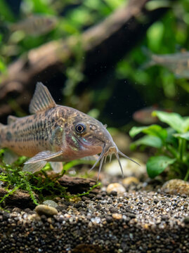 Small catfish in a natural underwater environment with plants