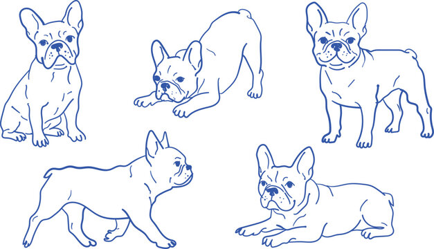 Hand drawn blue line set of five french bulldog poses, including sitting, standing, playing, and lying down dogs