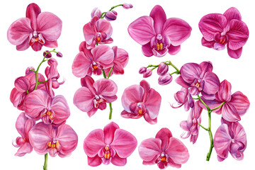 Naklejka premium pink phalaenopsis orchid flowers watercolor clipart set with tropical floral branches isolated on white background