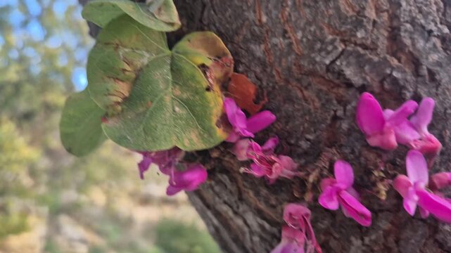 Flowers, Pink, Tree. Stunning close-up of bright magenta Redbud blooms growing directly on the rough tree trunk during spring.
