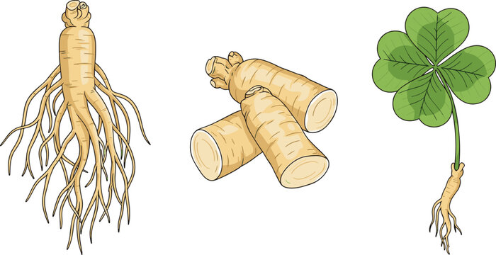 Ginseng Root, Horseradish Sticks, and Four-Leaf Clover for Herbal and Natural Health Remedies