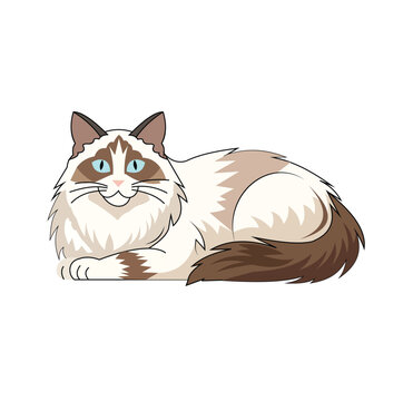 Vector illustration of a fluffy ragdoll cat lying down, beautiful longhaired feline with blue eyes, cartoon style
