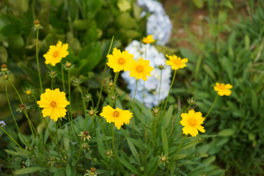 Group of yellow tickseed flowers with blue hydrangea in a lush garden