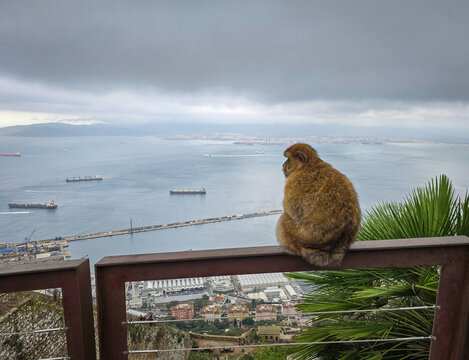 Monkey sitting and looking at sea with calm background