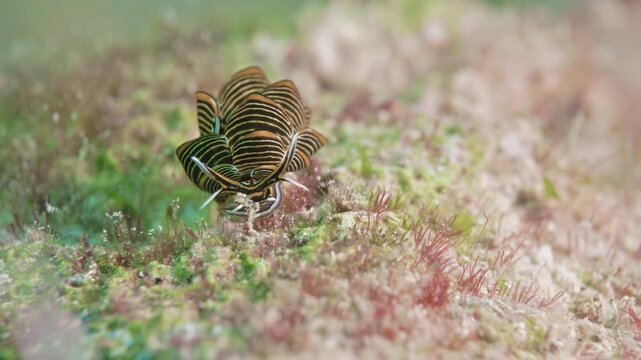 Black Leaf Slug Cyerce Nigricans Crawling on Underwater Surface