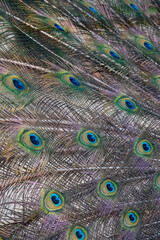 Obraz premium Close-up of the exotic peacock tail