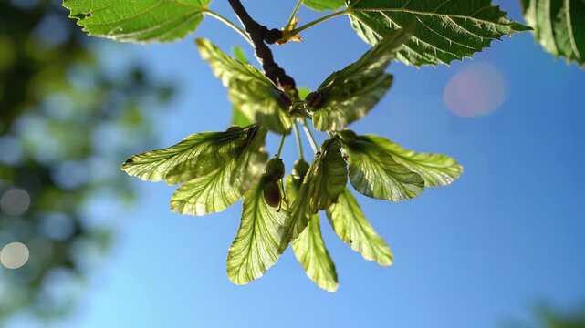 Closeup of young maple tree samaras hanging from a branch against a blue sky.
