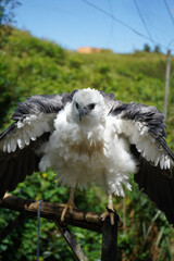 Naklejka premium Juvenile white bellied sea eagle spreading its wings while perched on a branch