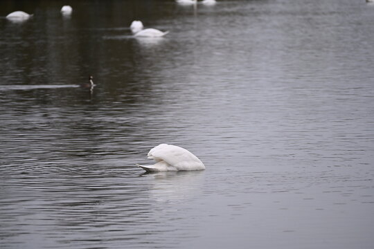 mute swan Cygnus olor large white birds feeding on aquatic macrophytes 