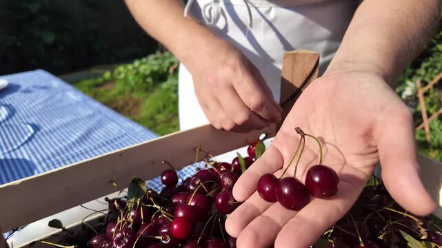 Hand holding fresh red cherries over a crate at outdoor market stall, summer harvest produce closeup, natural food selection and healthy snacking mood