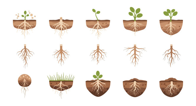 Plant growth cycle graphic roots sprouts and soil illustrations