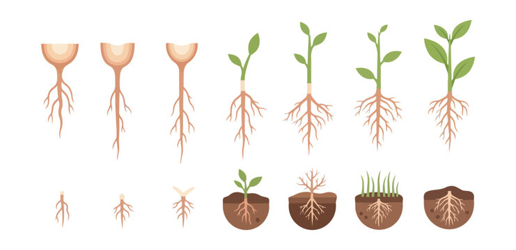 Plant growth stages diagram against black background illustrating plant life cycle