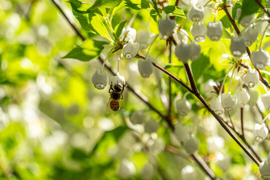 ドウダンツツジの蜜を吸う蜂