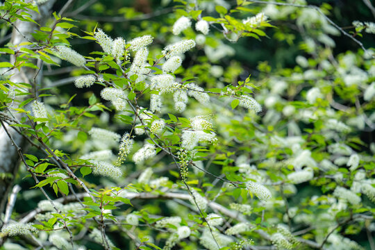 上溝桜の白い花