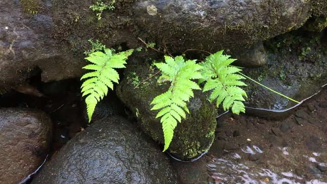 Wild Green Fern Leaves Growing on Mossy Wet Rocks by the River.