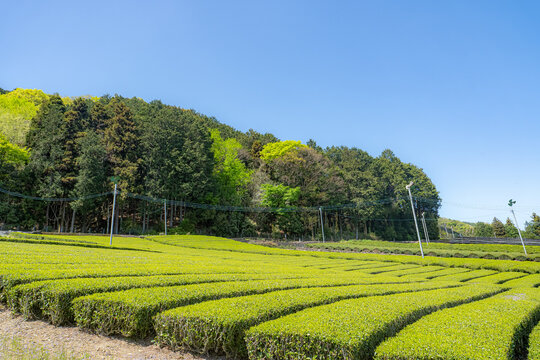 美濃の茶畑
