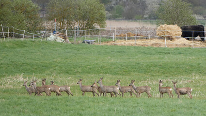 large herd of roe deer (capreolus capreolus) standing together in a bright green pasture. © Flowal93