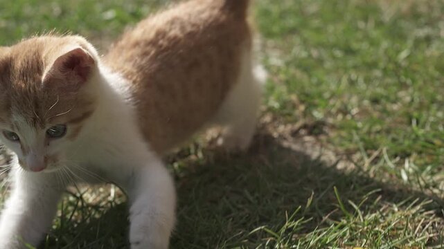 Cute Ginger Cat Playfully Chasing Camera in Garden