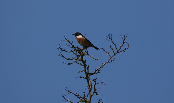male european stonechat (saxicola rubicola) perched high on a bare branch against a blue sky.