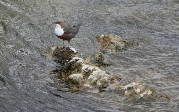 white-throated dipper (cinclus cinclus) standing on wet rocks in a fast flowing river.