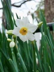 Obraz premium narcissus