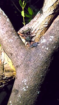 Vertical pan-up wildlife clip from the base of a mangrove tree, revealing multiple Aratus pisonii climbing bark with green mangrove leaves visible in the background.