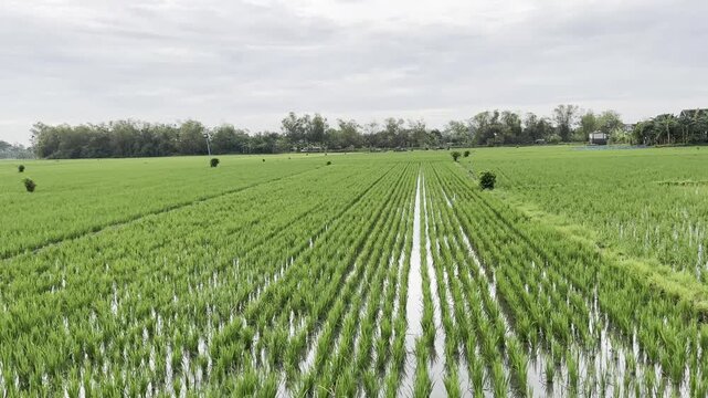 Symmetrical Rows of Green Rice Plants in Paddy Field