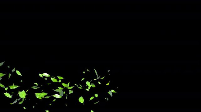 Leaves drifting in the wind forming lines, isolated on black background, with alpha channel 