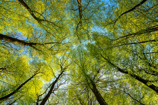 Wide-angle panorama of beech tree canopies on a sunny spring day in the Sauerland region (Germany). A worm&rsquo;s eye view looking up through a deciduous forest of beech trees (Fagus) with fresh foliage.
