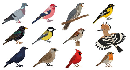 Obraz premium Diverse Wild Bird Species Collection Professional Vector Illustration for Ornithology and Nature Conservation Branding