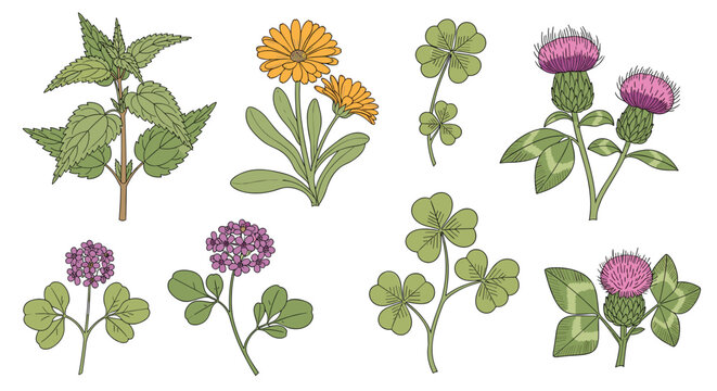 Collection of medicinal herbs including nettle calendula clover and thistle illustrated in a vintage botanical style.
