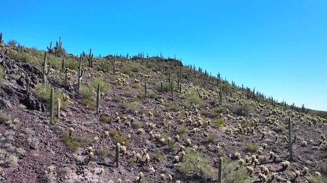 Aerial view of a vibrant desert hillside teeming with saguaro and cholla cacti under a brilliant blue sky, Casa Grande, Arizona, United States.
