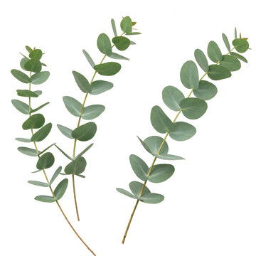 Three eucalyptus sprigs isolated on transparent background